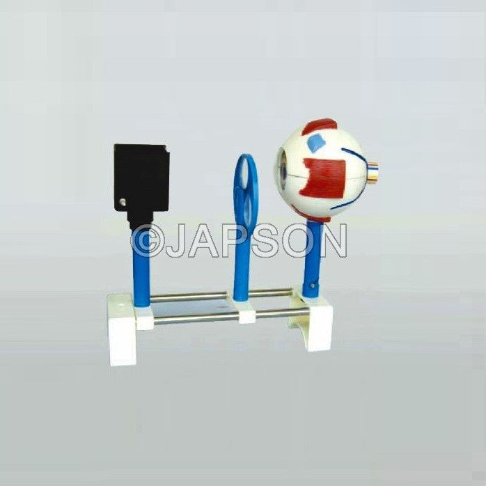 Human Eye kit Model (Functional) Human Eye kit Model (Functional)